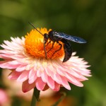 Blue Flower Wasp